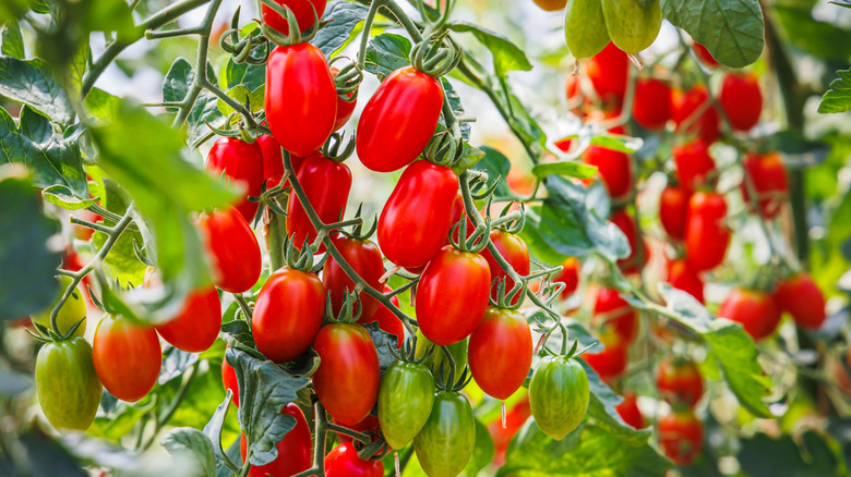 Closeup of roma tomatoes hanging from the vine