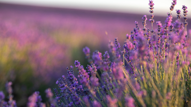 lavender growing in a field