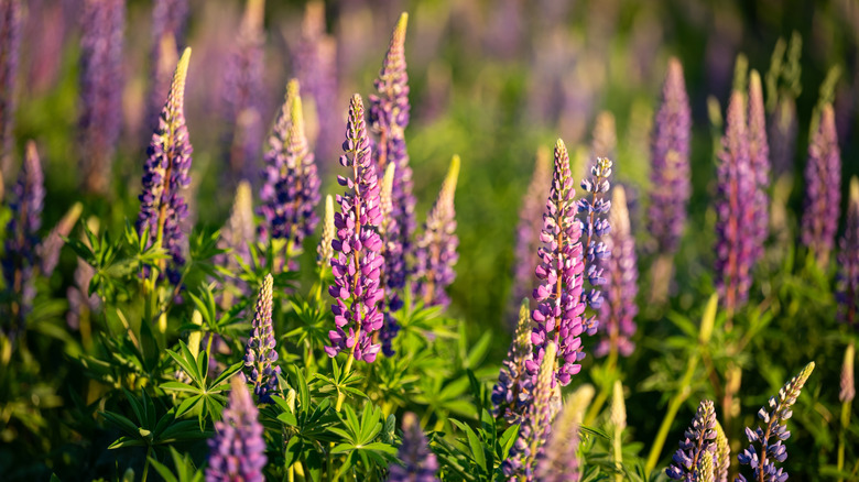 lupine growing in a forest