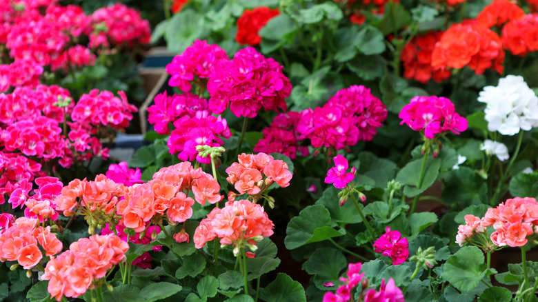 geraniums growing in a garden