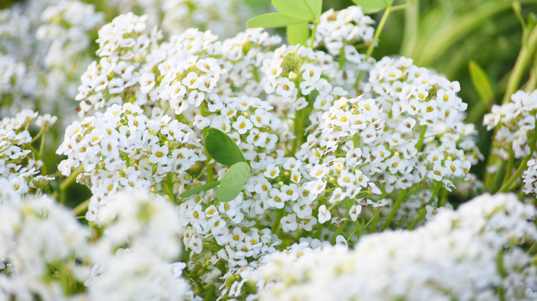 sweet alyssum in a garden