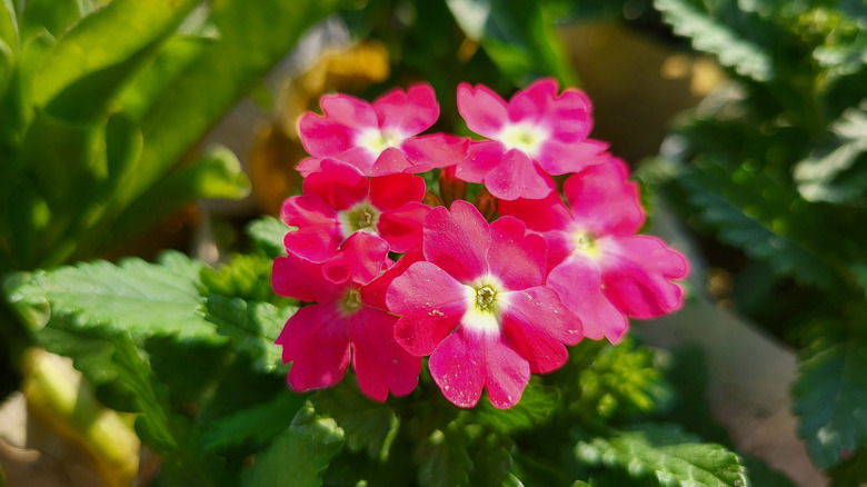verbena growing in a garden