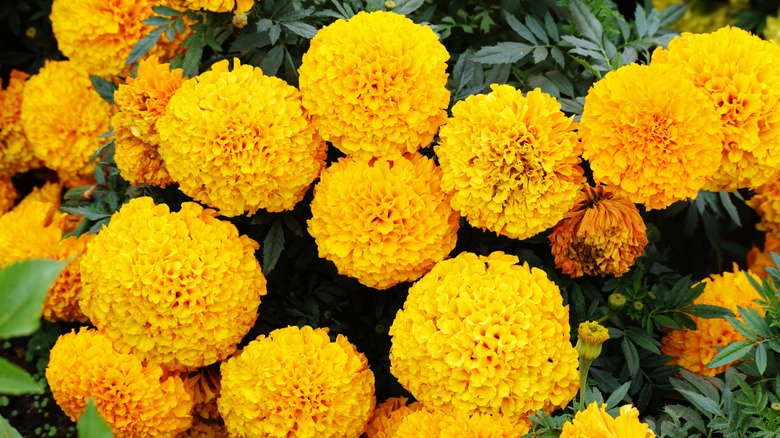 marigolds growing in a garden
