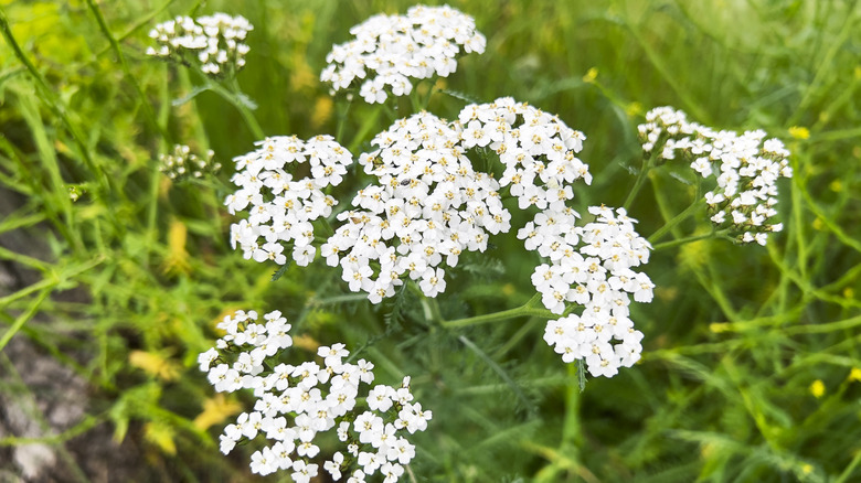 common yarrow in a garden