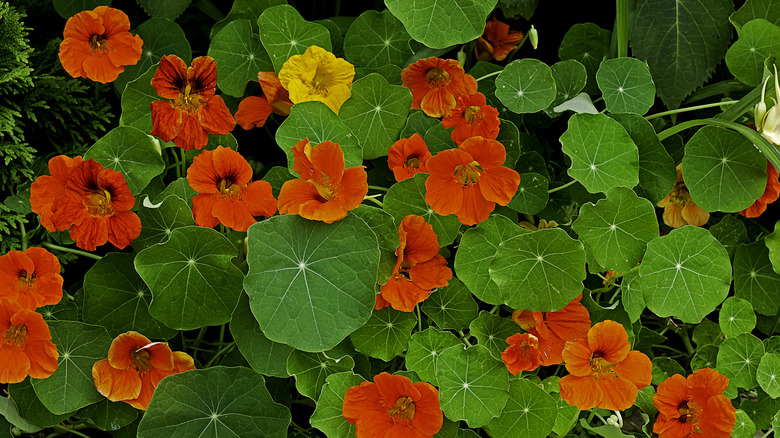 nasturtium growing in a garden