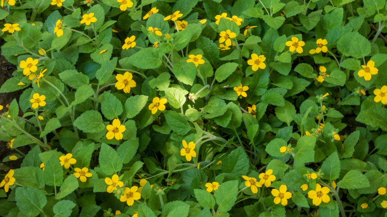 A patch of green and gold blooms in the shade.