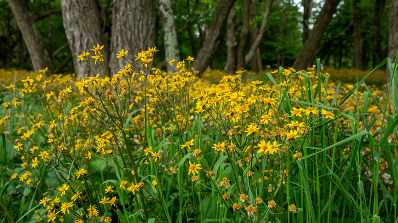 A field of golden ragwort booms under trees.