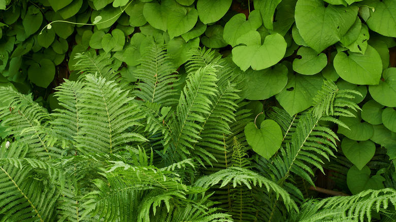 Wild ginger and ferns grow together in a garden.