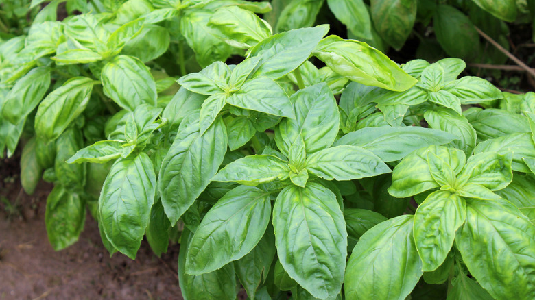 Basil growing in a vegetable garden