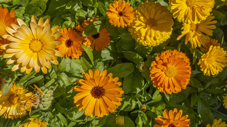 Orange calendula flowers growing in a garden