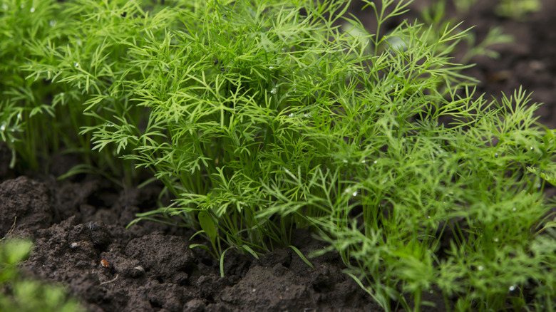 Dill growing in soil