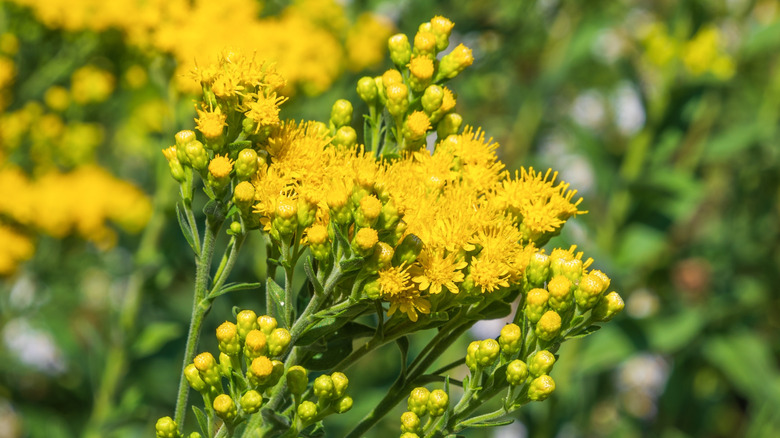 Yellow flowers of solidago or goldenrod