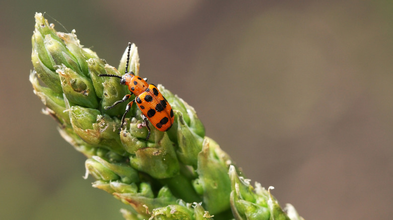 Asparagus beetle sitting on the asparagus sprout top