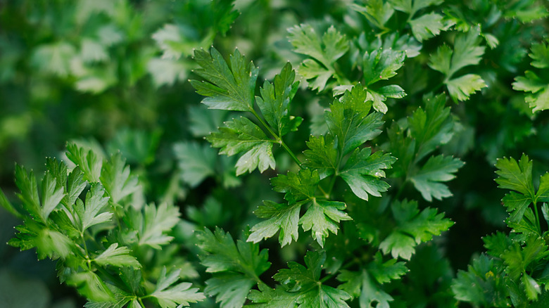 Green leaves of parsley