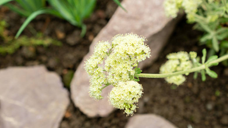 Parsnip plant at the botanical garden