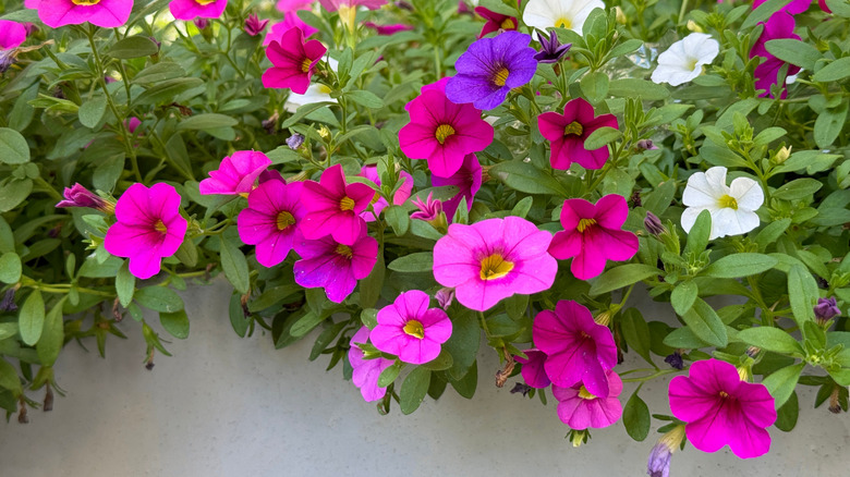 Pretty pink, white, and purple flowers on a petunia plant