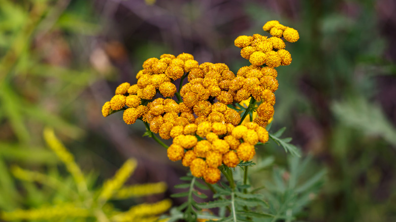 Yellow tansy flowers