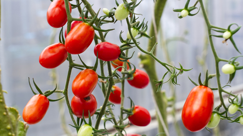 Tomatoes growing on the vine