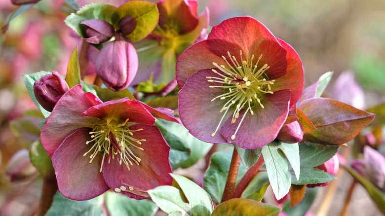 Colorful hellebore flowers blooming