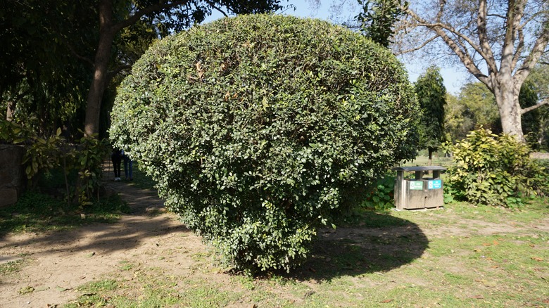 Sweet olive tree growing in park