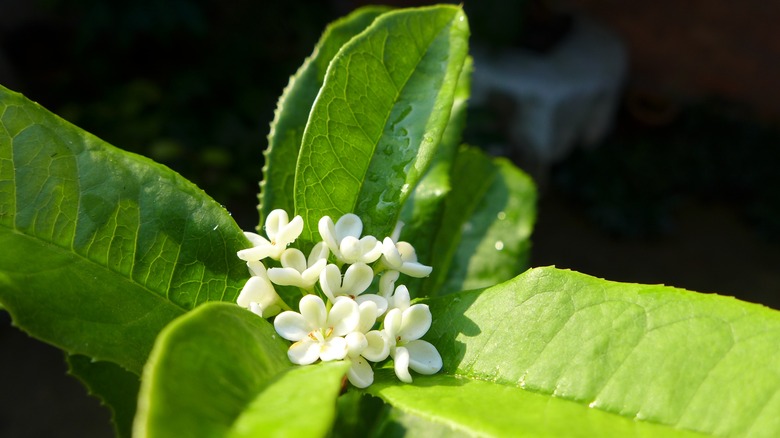 Close up of white sweet olive flower