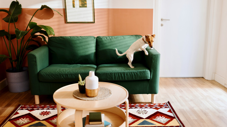 dog jumping on emerald green sofa in small living room