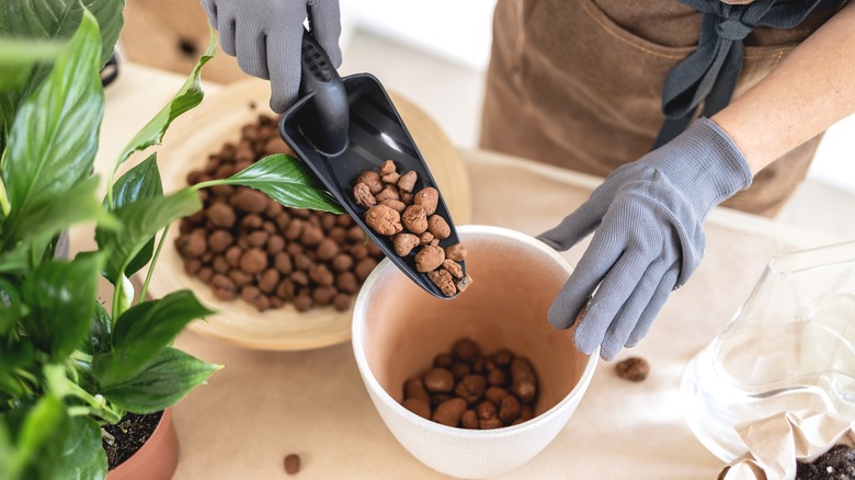 Spooning clay pebbles into pot