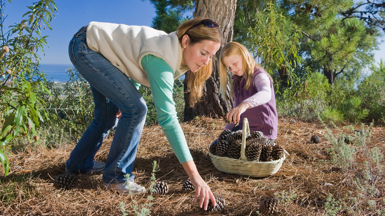 Collecting pine cones from yard