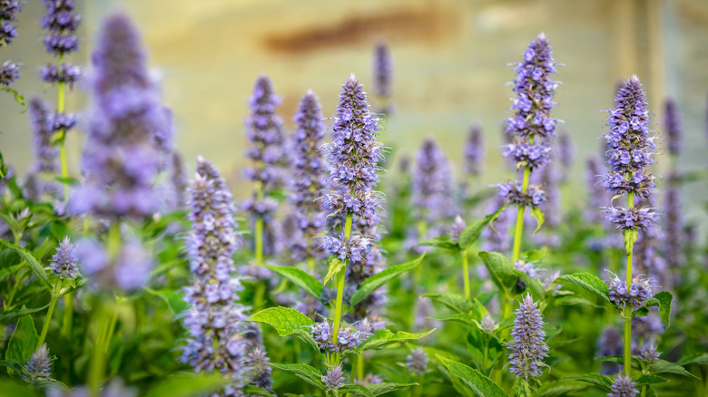 Purple flowers of anise hyssop in bloom