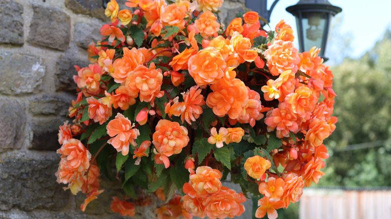 Orange begonia flowers trailing over a hanging basket