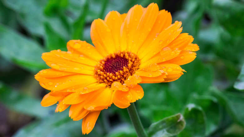 Dew drops on an orange yellow calendula flower