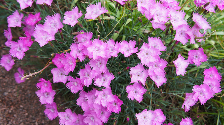 Lavender-purple flowers of cheddar pinks in bloom