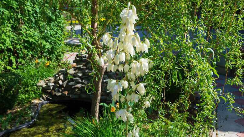 White flowers of curlyleaf yucca in bloom