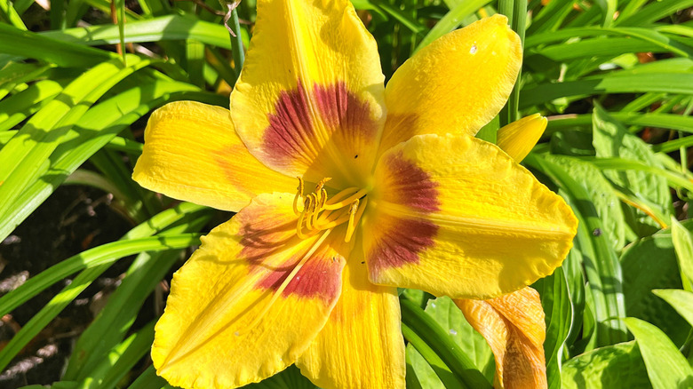 A bright yellow daylily in sunlight
