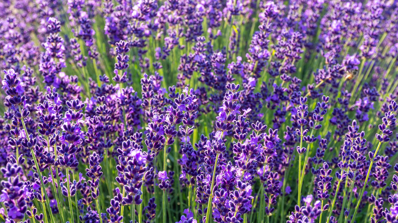 English lavender blooms receiving sunlight in yard