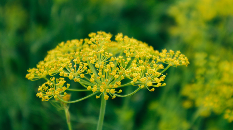 Tiny yellow fennel flowers growing in clusters