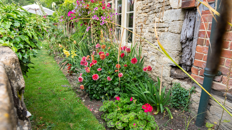 Colorful flowers growing behind a building