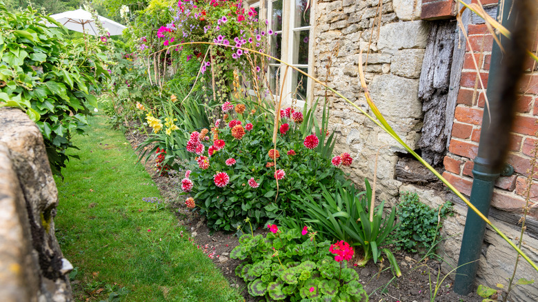 Colorful flowers growing behind a building