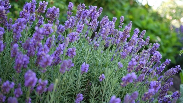 Purple lavandin flowers blooming in garden