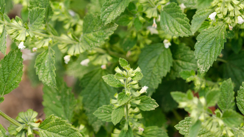 Tiny white flower on lemon balm