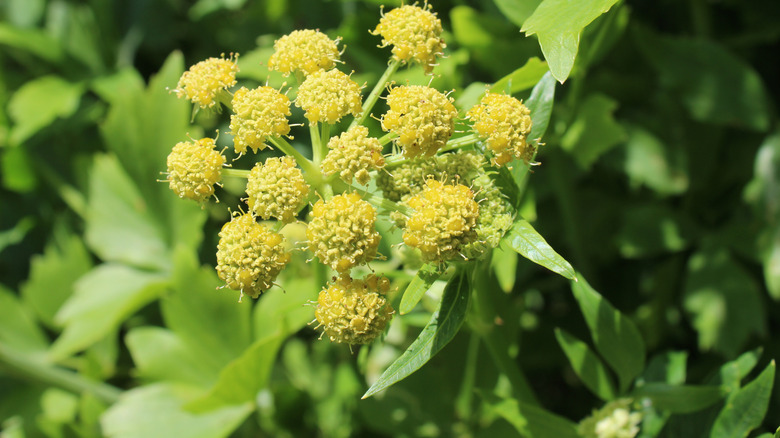Tiny yellow flowers of lovage growing in several clusters
