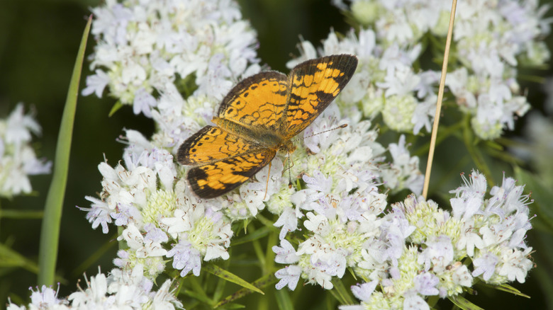 A yellow butterfly drinking nectar from mountain mint flowers