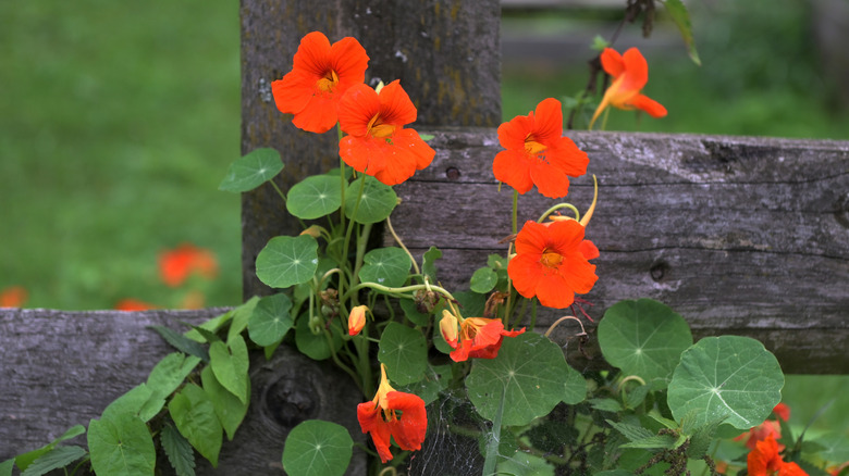 Deep orange nasturtium flowers blooming against a wood fence