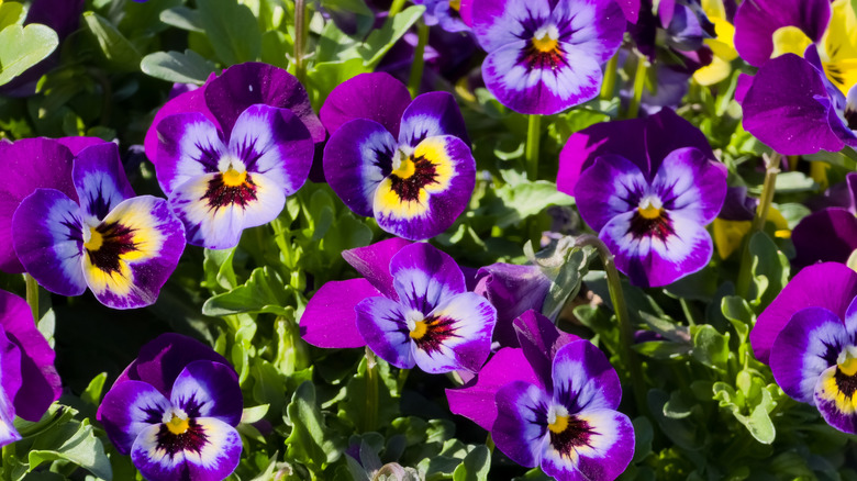 Purple and white pansy flowers in bloom