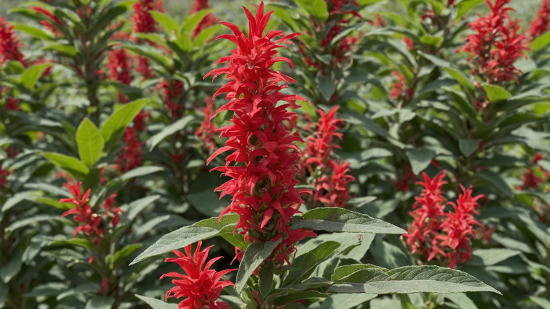 Bright red flowers of pineapple sage growing in garden