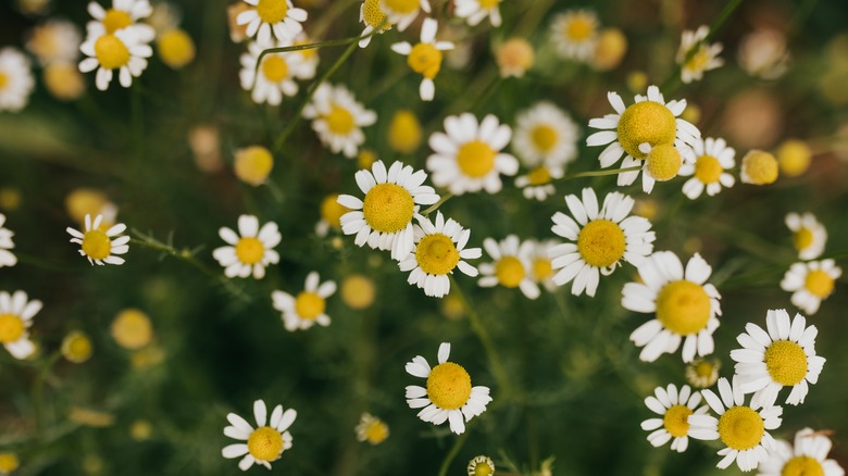 A cluster of Roman chamomile flowers in a garden