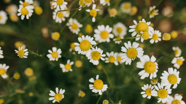 A cluster of Roman chamomile flowers in a garden