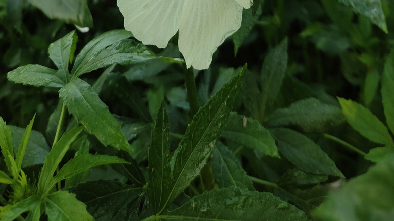 A white roselle flower in bloom among green leaves