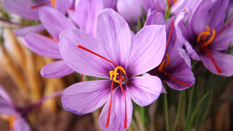 Lavender saffron flowers growing in garden