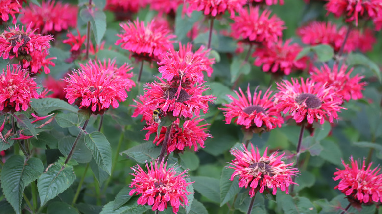 Red flowers of scarlet beebalm in bloom